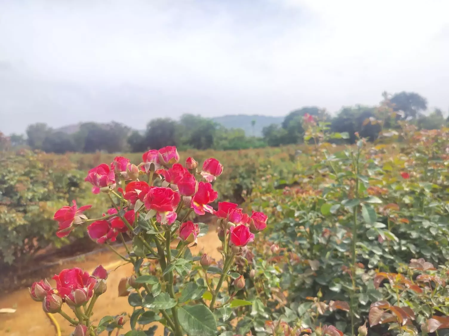 ಲಾರಿ ಚಾಲಕನ ಕೈ ಹಿಡಿದ ‘ಗುಲಾಬಿ’