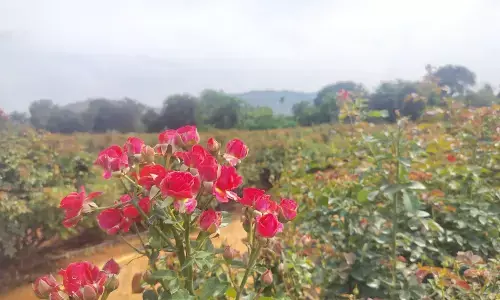 ಲಾರಿ ಚಾಲಕನ ಕೈ ಹಿಡಿದ ‘ಗುಲಾಬಿ’