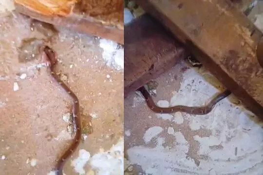 Photo of snake in class room