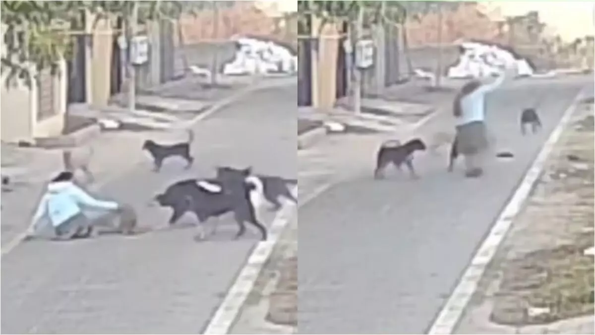 ಆಗ್ರಾ | ವಾಕಿಂಗ್ ತೆರಳಿದ್ದ ಮಹಿಳೆ ಮೇಲೆ ದಾಳಿ ಮಾಡಿ ಎಳೆದೊಯ್ದ ಬೀದಿನಾಯಿಗಳು: ವೀಡಿಯೊ ವೈರಲ್