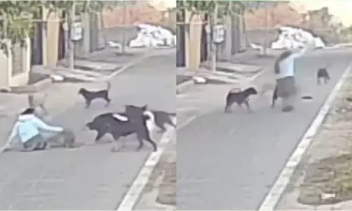 ಆಗ್ರಾ | ವಾಕಿಂಗ್ ತೆರಳಿದ್ದ ಮಹಿಳೆ ಮೇಲೆ ದಾಳಿ ಮಾಡಿ ಎಳೆದೊಯ್ದ ಬೀದಿನಾಯಿಗಳು: ವೀಡಿಯೊ ವೈರಲ್