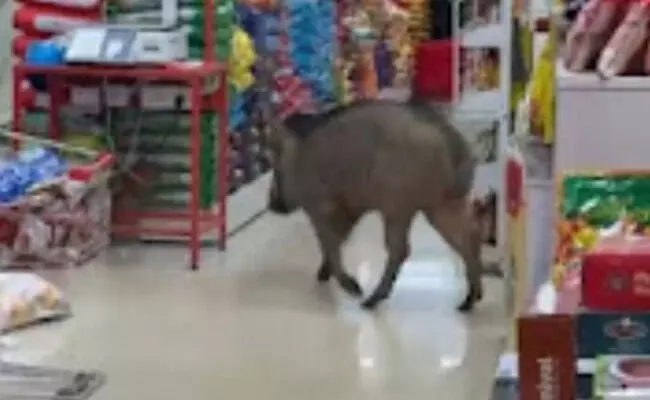 ಕಾಸರಗೋಡು:  ಸೂಪರ್ ಮಾರ್ಕೆಟ್ ಗೆ ನುಗ್ಗಿದ ಕಾಡು ಹಂದಿ