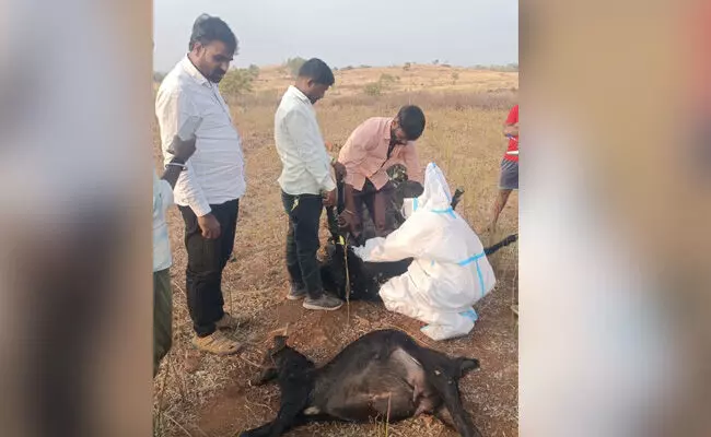 ಬೀದರ್ | ಯೂರಿಯಾ ಗೊಬ್ಬರು ತಿಂದು 12 ಮೇಕೆಗಳು ಸಾವು ಬೀದರ್ | ಯೂರಿಯಾ ಗೊಬ್ಬರು ತಿಂದು 12 ಮೇಕೆಗಳು ಸಾವು