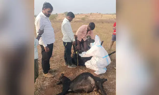 ಬೀದರ್ | ಯೂರಿಯಾ ಗೊಬ್ಬರು ತಿಂದು 12 ಮೇಕೆಗಳು ಸಾವು