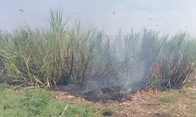 ಬೀದರ್ | ಆಕಸ್ಮಿಕ ಬೆಂಕಿ ತಗುಲಿ 6 ಎಕರೆ ಕಬ್ಬು ನಾಶ