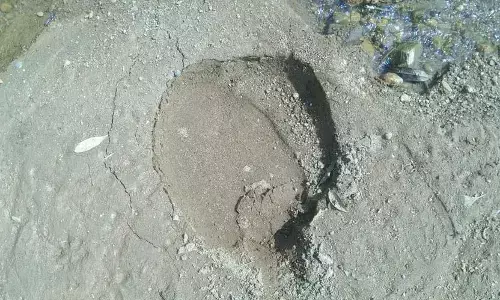 ಉಪ್ಪಿನಂಗಡಿ | ಹಿರೇಬಂಡಾಡಿಯಲ್ಲಿ ಕಾಡಾನೆ ಪ್ರತ್ಯಕ್ಷ: ಸ್ಥಳೀಯರಲ್ಲಿ ಆತಂಕ