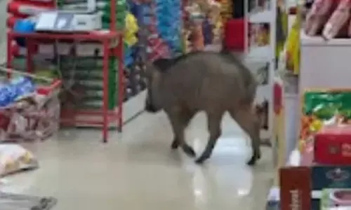 ಕಾಸರಗೋಡು:  ಸೂಪರ್ ಮಾರ್ಕೆಟ್ ಗೆ ನುಗ್ಗಿದ ಕಾಡು ಹಂದಿ