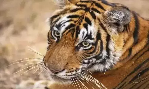 ಪೊನ್ನಂಪೇಟೆ | ತೋಟದಲ್ಲಿ ಕೆಲಸ ಮಾಡುತ್ತಿದ್ದ ವೇಳೆ ಹುಲಿ ದಾಳಿ : ವ್ಯಕ್ತಿಗೆ ಗಂಭೀರ ಗಾಯ