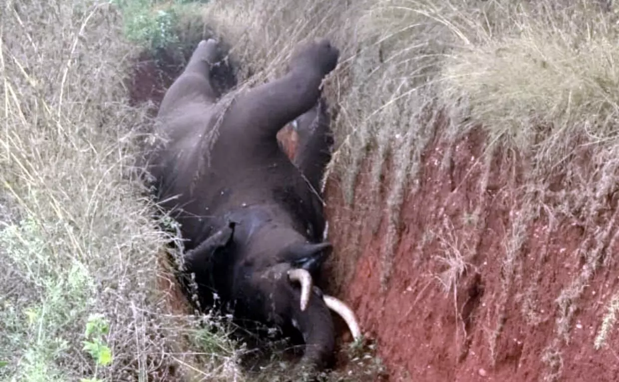 ಚಿಕ್ಕಮಗಳೂರು: ವಿದ್ಯುತ್ ತಂತಿ ತಗುಲಿ ಕಾಡಾನೆ ಸಾವು