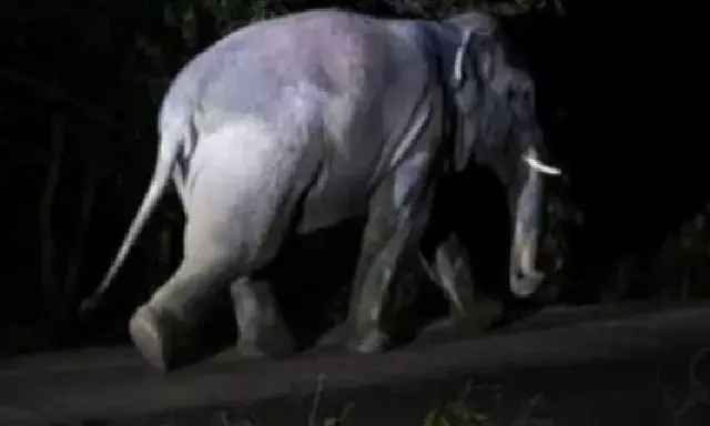 ಉಪ್ಪಿನಂಗಡಿ: ಹಿರೇಬಂಡಾಡಿಯಿಂದ ನಿರ್ಗಮಿಸಿದ ಕಾಡಾನೆ