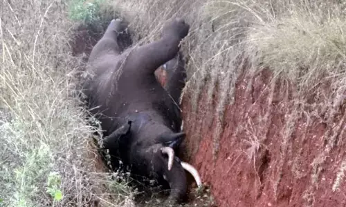 ಚಿಕ್ಕಮಗಳೂರು: ವಿದ್ಯುತ್ ತಂತಿ ತಗುಲಿ ಕಾಡಾನೆ ಸಾವು