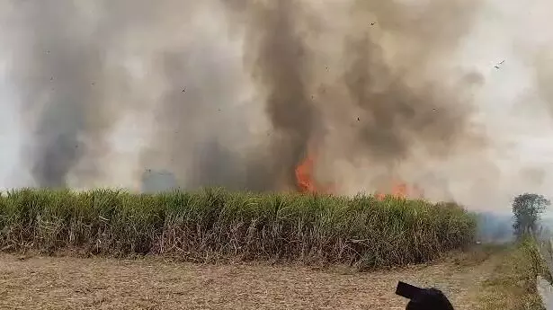 ಕಲಬುರಗಿ | 30 ಎಕರೆ ಜಮೀನಿನಲ್ಲಿ ಬೆಳೆದ ಕಬ್ಬು ಬೆಂಕಿಗಾಹುತಿ ಕಲಬುರಗಿ | 30 ಎಕರೆ ಜಮೀನಿನಲ್ಲಿ ಬೆಳೆದ ಕಬ್ಬು ಬೆಂಕಿಗಾಹುತಿ