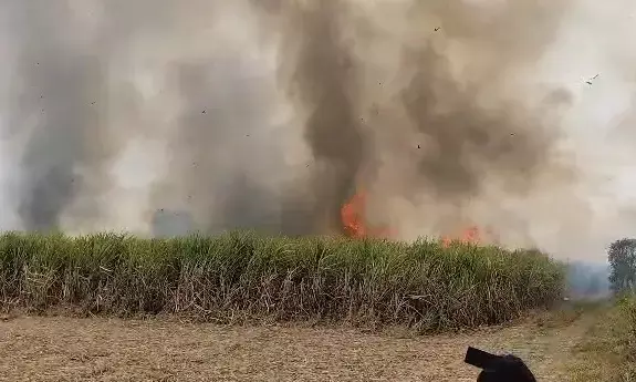 ಕಲಬುರಗಿ | 30 ಎಕರೆ ಜಮೀನಿನಲ್ಲಿ ಬೆಳೆದ ಕಬ್ಬು ಬೆಂಕಿಗಾಹುತಿ