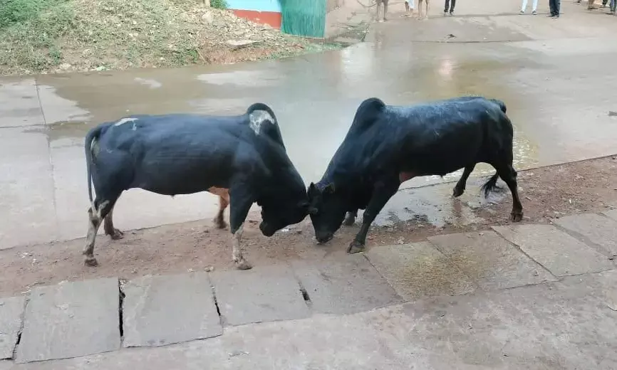 ರಸ್ತೆಯಲ್ಲಿಯೇ ಗೂಳಿ ಕಾಳಗ: ವಾಹನ ಸಂಚಾರಕ್ಕೆ ತೊಂದರೆ