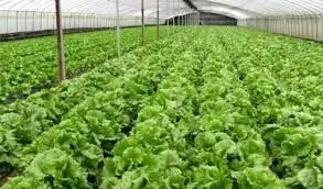 ಮಣಿಪಾಲ: ಬಿವಿಟಿಯಿಂದ ತೋಟಗಾರಿಕೆ ತರಬೇತಿ ಮಣಿಪಾಲ: ಬಿವಿಟಿಯಿಂದ ತೋಟಗಾರಿಕೆ ತರಬೇತಿ