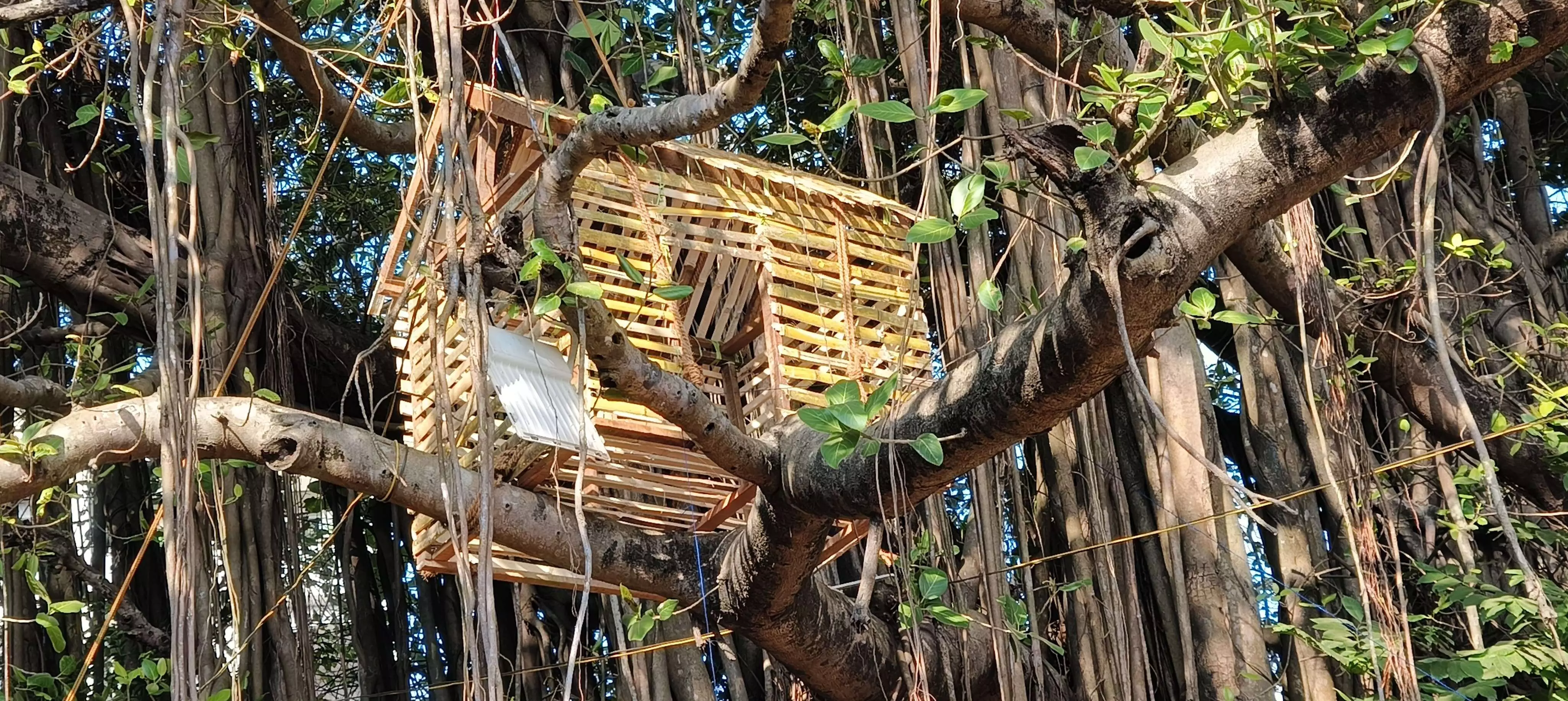 ಕರಾವಳಿ ಉತ್ಸವದಲ್ಲಿ ಸೃಷ್ಠಿಯಾದ ಅರಣ್ಯ ಕರಾವಳಿ ಉತ್ಸವದಲ್ಲಿ ಸೃಷ್ಠಿಯಾದ ಅರಣ್ಯ