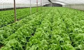 ಮಣಿಪಾಲ: ಬಿವಿಟಿಯಿಂದ ತೋಟಗಾರಿಕೆ ತರಬೇತಿ