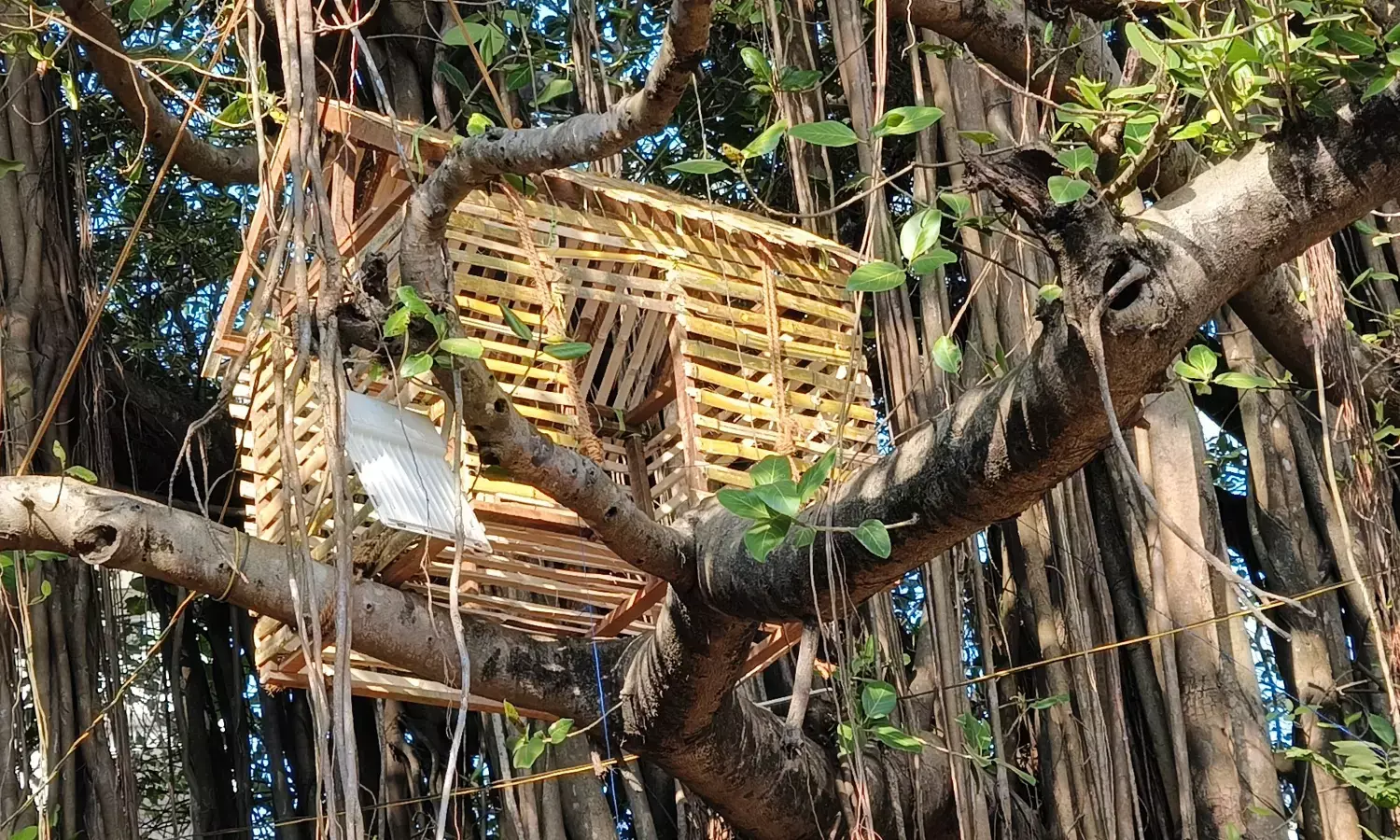 ಕರಾವಳಿ ಉತ್ಸವದಲ್ಲಿ ಸೃಷ್ಠಿಯಾದ ಅರಣ್ಯ