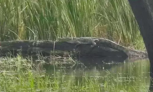 ಜಿಗಣಿ ಕೆರೆಯಲ್ಲಿ ಮೊಸಳೆ ಪ್ರತ್ಯಕ್ಷ!; ಸಾರ್ವಜನಿಕರಿಗೆ ಪುರಸಭೆ ಎಚ್ಚರಿಕೆ