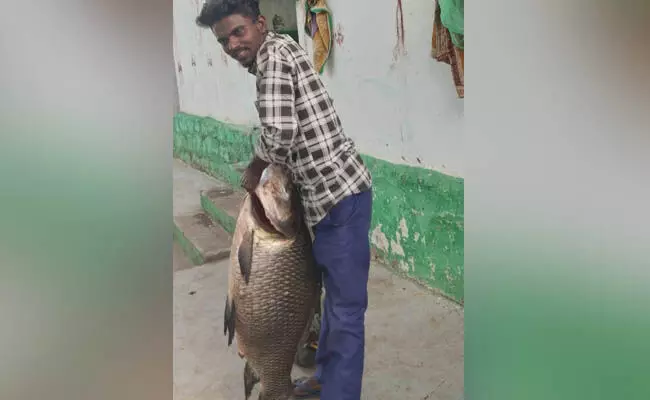 ಕೃಷ್ಣ ನದಿಯಲ್ಲಿ ಮೀನುಗಾರನ ಬಲೆಗೆ ಬಿದ್ದ 26. ಕೆ.ಜಿಯ ಮೀನು ಕೃಷ್ಣ ನದಿಯಲ್ಲಿ ಮೀನುಗಾರನ ಬಲೆಗೆ ಬಿದ್ದ 26. ಕೆ.ಜಿಯ ಮೀನು