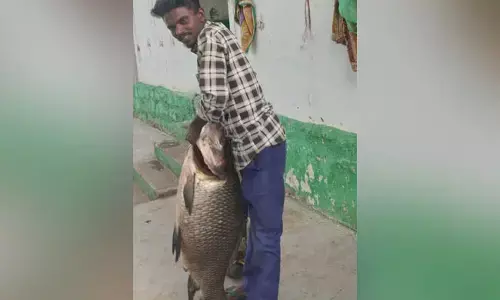 ಕೃಷ್ಣ ನದಿಯಲ್ಲಿ ಮೀನುಗಾರನ ಬಲೆಗೆ ಬಿದ್ದ 26. ಕೆ.ಜಿಯ ಮೀನು