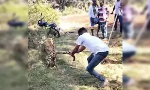 ತಿಪಟೂರು: ಚಿರತೆಯ ಬಾಲ ಹಿಡಿದು ಅರಣ್ಯ ಇಲಾಖೆ ಬಲೆಗೆ ಕೆಡವಿದ ಯುವಕ