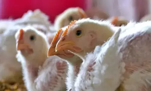 ಅಮೆರಿಕದಲ್ಲಿ ಹಕ್ಕಿಜ್ವರದಿಂದ ಮೊದಲ ಮೃತ್ಯು ; ವರದಿ