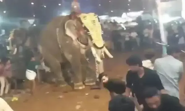 ಕೇರಳ | ಮಸೀದಿಯ ವಾರ್ಷಿಕ ಉತ್ಸವದಲ್ಲಿ ಆನೆ ದಾಂಧಲೆ ; 20ಕ್ಕೂ ಅಧಿಕ ಮಂದಿಗೆ ಗಾಯ