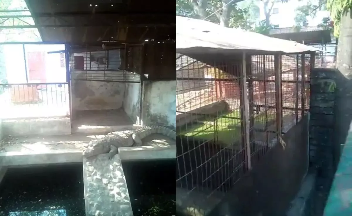 ಮಧ್ಯಪ್ರದೇಶ: ಐಟಿ ದಾಳಿಯ ವೇಳೆ ಬಿಜೆಪಿ ನಾಯಕನ ಮನೆಯಲ್ಲಿ ನಾಲ್ಕು ಮೊಸಳೆ ಪತ್ತೆ! ಮಧ್ಯಪ್ರದೇಶ: ಐಟಿ ದಾಳಿಯ ವೇಳೆ ಬಿಜೆಪಿ ನಾಯಕನ ಮನೆಯಲ್ಲಿ ನಾಲ್ಕು ಮೊಸಳೆ ಪತ್ತೆ!