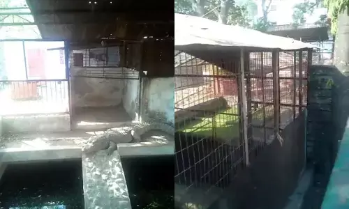 ಮಧ್ಯಪ್ರದೇಶ: ಐಟಿ ದಾಳಿಯ ವೇಳೆ ಬಿಜೆಪಿ ನಾಯಕನ ಮನೆಯಲ್ಲಿ ನಾಲ್ಕು ಮೊಸಳೆ ಪತ್ತೆ!