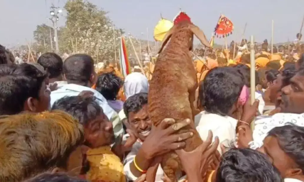 ಯಾದಗಿರಿ | ಜಿಲ್ಲಾಡಳಿತದ ನಿಷೇಧದ ನಡುವೆಯೂ ಪಲ್ಲಕ್ಕಿ ಮೇಲೆ ಕುರಿಮರಿ ಎಸೆತ