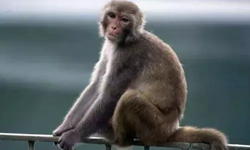 ಶಿವಮೊಗ್ಗ: ಇಬ್ಬರಲ್ಲಿ ಮಂಗನಕಾಯಿಲೆ ಪತ್ತೆ