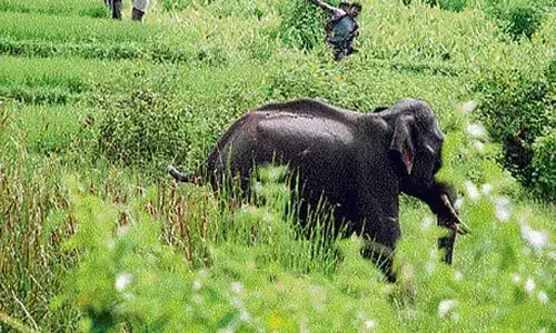 ಕೇರಳ | ಕಾಡಾನೆ ದಾಳಿಗೆ ಮತ್ತೋರ್ವ ವ್ಯಕ್ತಿ ಬಲಿ: ವನ್ಯಜೀವಿ ಕಾಯ್ದೆಗೆ ತಿದ್ದುಪಡಿ ತರುವಂತೆ ಕೇಂದ್ರ ಸರಕಾರವನ್ನು ಆಗ್ರಹಿಸಿದ ಕೇರಳ