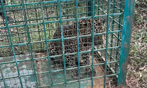 ಕುಂದಾಪುರ | ಸ್ಥಳೀಯರಲ್ಲಿ ಆತಂಕ ಮೂಡಿಸಿದ್ದ ಚಿರತೆ ಬೋನಿನಲ್ಲಿ ಸೆರೆ!