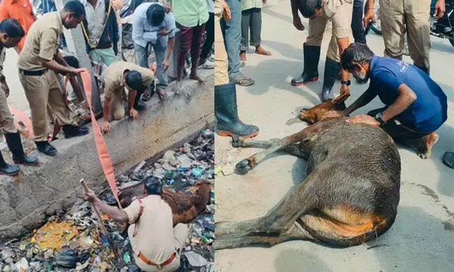 ರಾಯಚೂರು: ರಾಜ ಕಾಲುವೆಯಲ್ಲಿ ಬಿದ್ದ ಆಕಳನ್ನು ರಕ್ಷಣೆ ಮಾಡಿದ ಅಗ್ನಿಶಾಮಕ ದಳ‌