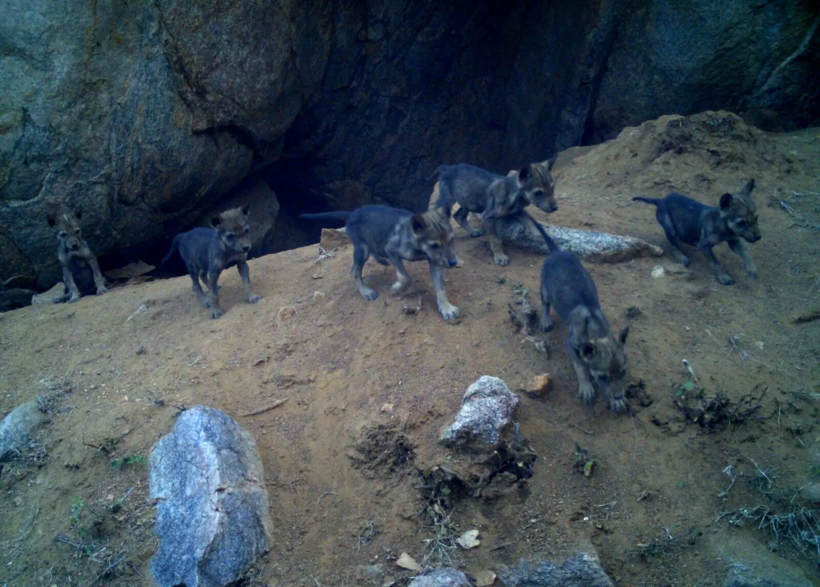 ಬಂಕಾಪುರಧಾಮದಲ್ಲಿ 8 ಮರಿಗಳಿಗೆ ಜನ್ಮ ನೀಡಿದ ತೋಳ ಬಂಕಾಪುರಧಾಮದಲ್ಲಿ 8 ಮರಿಗಳಿಗೆ ಜನ್ಮ ನೀಡಿದ ತೋಳ