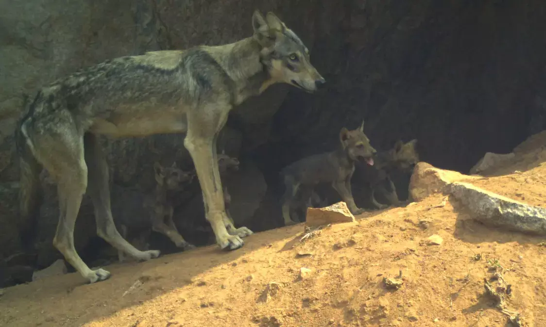 ಬಂಕಾಪುರ ಧಾಮದಲ್ಲಿ 8 ಮರಿಗಳಿಗೆ ಜನ್ಮ ನೀಡಿದ ತೋಳ