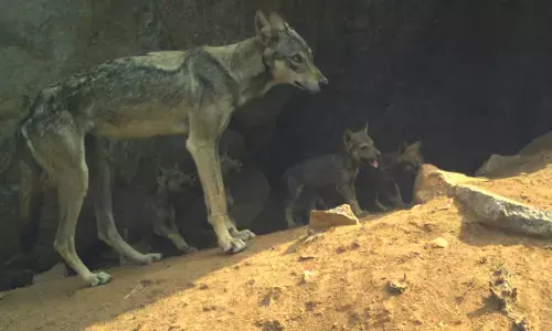 ಬಂಕಾಪುರ ಧಾಮದಲ್ಲಿ 8 ಮರಿಗಳಿಗೆ ಜನ್ಮ ನೀಡಿದ ತೋಳ