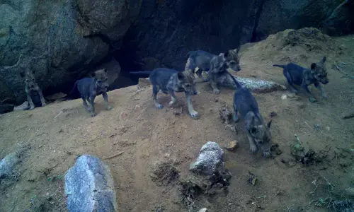 ಬಂಕಾಪುರಧಾಮದಲ್ಲಿ 8 ಮರಿಗಳಿಗೆ ಜನ್ಮ ನೀಡಿದ ತೋಳ