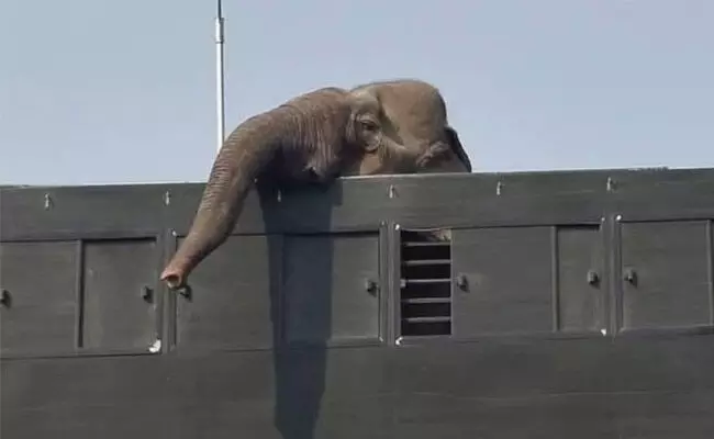 ಸೆರೆ ಹಿಡಿದ 21 ಆನೆಗಳು ರಿಲಯನ್ಸ್ ಒಡೆತನದ ವಂತಾರಾಗೆ ಸಾಗಾಟ: ಅಸ್ಸಾಂ ಪ್ರಾಣಿ ಹಕ್ಕುಗಳ ಹೋರಾಟಗಾರರ ವಿರೋಧ