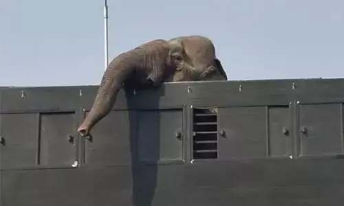 ಸೆರೆ ಹಿಡಿದ 21 ಆನೆಗಳು ರಿಲಯನ್ಸ್ ಒಡೆತನದ ವಂತಾರಾಗೆ ಸಾಗಾಟ: ಅಸ್ಸಾಂ ಪ್ರಾಣಿ ಹಕ್ಕುಗಳ ಹೋರಾಟಗಾರರ ವಿರೋಧ