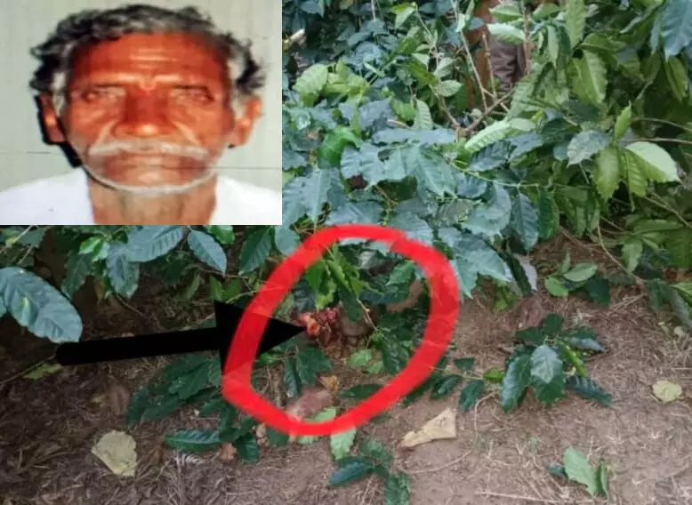 ಹಾಸನ | ಕಾಡಾನೆ ದಾಳಿ: ವೃದ್ಧ ಮೃತ್ಯು