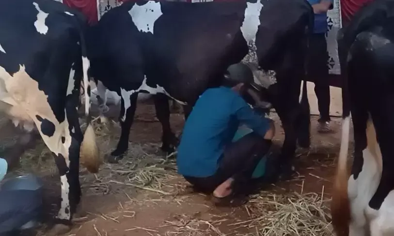 ಹಸವಿನ ಹಾಲು ಕರೆಯುವ ಸ್ಪರ್ಧೆಗೆ ಆಹ್ವಾನ