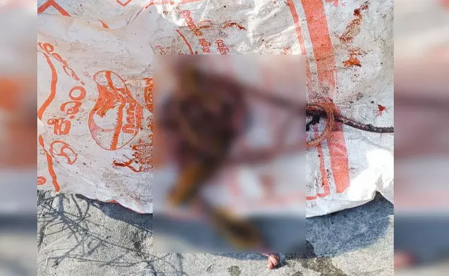 ಹೊಳೆನರಸೀಪುರ | ಚರ್ಮ ಸುಲಿದ ಸ್ಥಿತಿಯಲ್ಲಿ ಹಾವುಗಳ ಕಳೇಬರ ಚರಂಡಿಯಲ್ಲಿ ಪತ್ತೆ