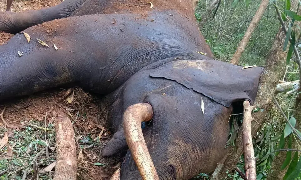 ಮಂಡೆಕೋಲು: ಕಾಡಾನೆ ಸಾವು