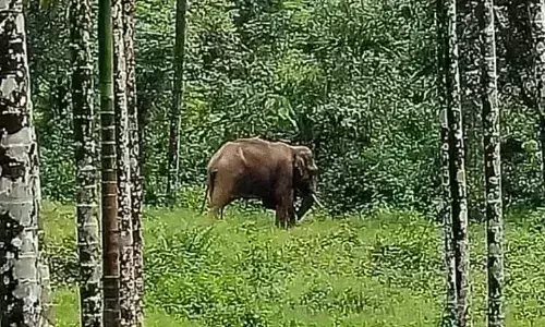 ಬೇಲೂರು : ಇಬ್ಬರು ಮಹಿಳೆಯರ ಮೇಲೆ ಕಾಡಾನೆ ದಾಳಿ; ಆಸ್ಪತ್ರೆಗೆ ದಾಖಲು