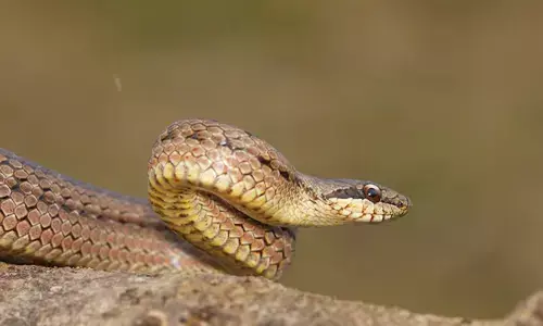 snake