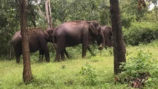 ಕರ್ನಾಟಕದಲ್ಲಿ ಮಾನವ-ವನ್ಯಜೀವಿ ಸಂಘರ್ಷ ಹೆಚ್ಚಳ: ವರದಿ