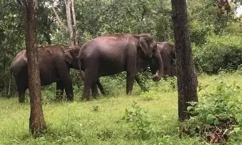 ಕರ್ನಾಟಕದಲ್ಲಿ ಮಾನವ-ವನ್ಯಜೀವಿ ಸಂಘರ್ಷ ಹೆಚ್ಚಳ: ವರದಿ