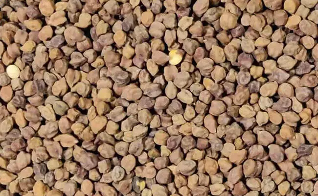 ಬೀದರ್ | ಕಡಲೆ ಕಾಳಿಗೆ ಕನಿಷ್ಠ ಬೆಂಬಲ ಬೆಲೆ ನಿಗದಿ : ಸದುಪಯೋಗ ಪಡೆದುಕೊಳ್ಳಲು ರೈತರಿಗೆ ಮನವಿ ಬೀದರ್ | ಕಡಲೆ ಕಾಳಿಗೆ ಕನಿಷ್ಠ ಬೆಂಬಲ ಬೆಲೆ ನಿಗದಿ : ಸದುಪಯೋಗ ಪಡೆದುಕೊಳ್ಳಲು ರೈತರಿಗೆ ಮನವಿ